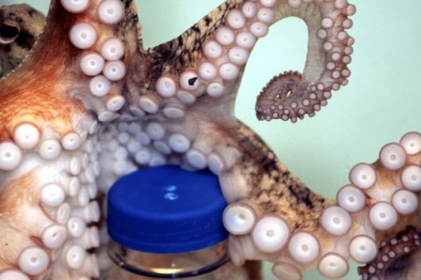 Kraken как найти ссылку