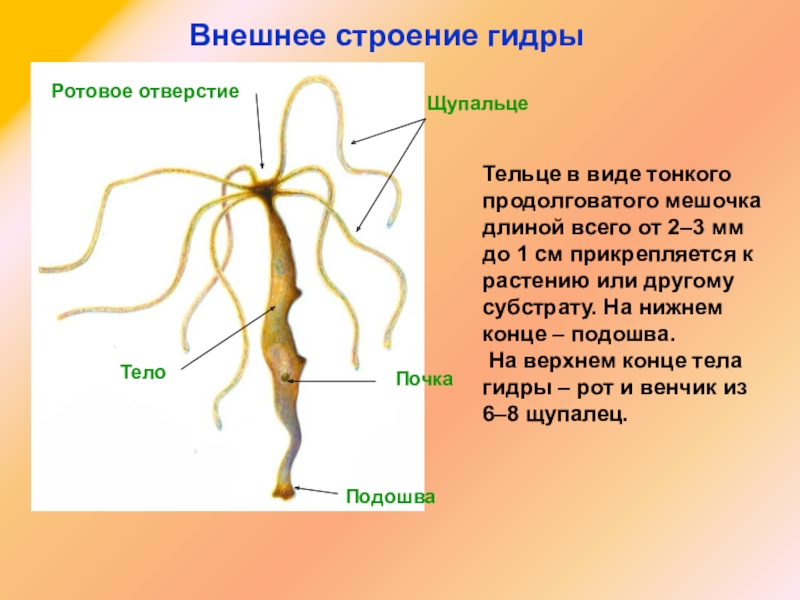 Кракен даркет